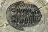 Detailed Gerastos Trilobite Fossil - Morocco #226624-2